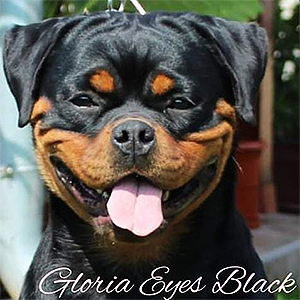 Gloria Eyes Black - Rottweiler hembra - Vonmurtenrotts
