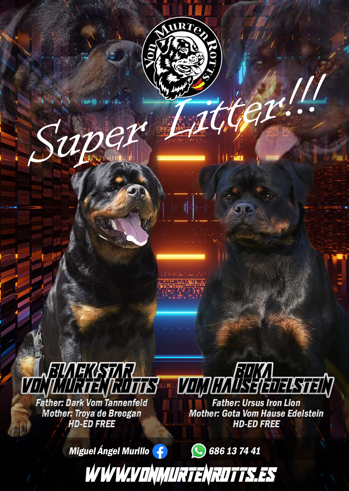 Super litter! Von Murten Rotts - Black Star & Boka